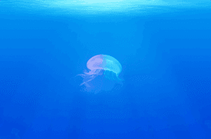 Venezuela elan govt and opposit  the property collect negote