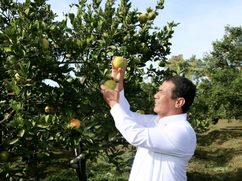 Produksi Jeruk Nasional 2,65 Juta Ton, Kualitas Lokal Ungguli Impor