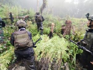 Satgas Yonif 512/QY Temukan Ladang Ganja 5000 m² di Serambakon
