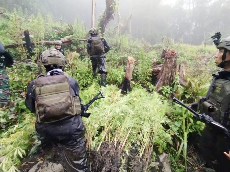 Satgas Yonif 512/QY Temukan Ladang Ganja 5000 m² di Serambakon