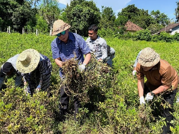 Kepala Bakamla RI Panen Kacang Tanah di Karangasem Bali, Dukung Ketahanan Pangan