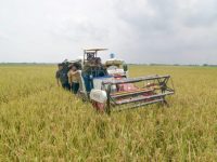 Serapan Bulog Capai 2 Juta Ton, Stok Beras Nasional Kini 3,6 Juta Ton