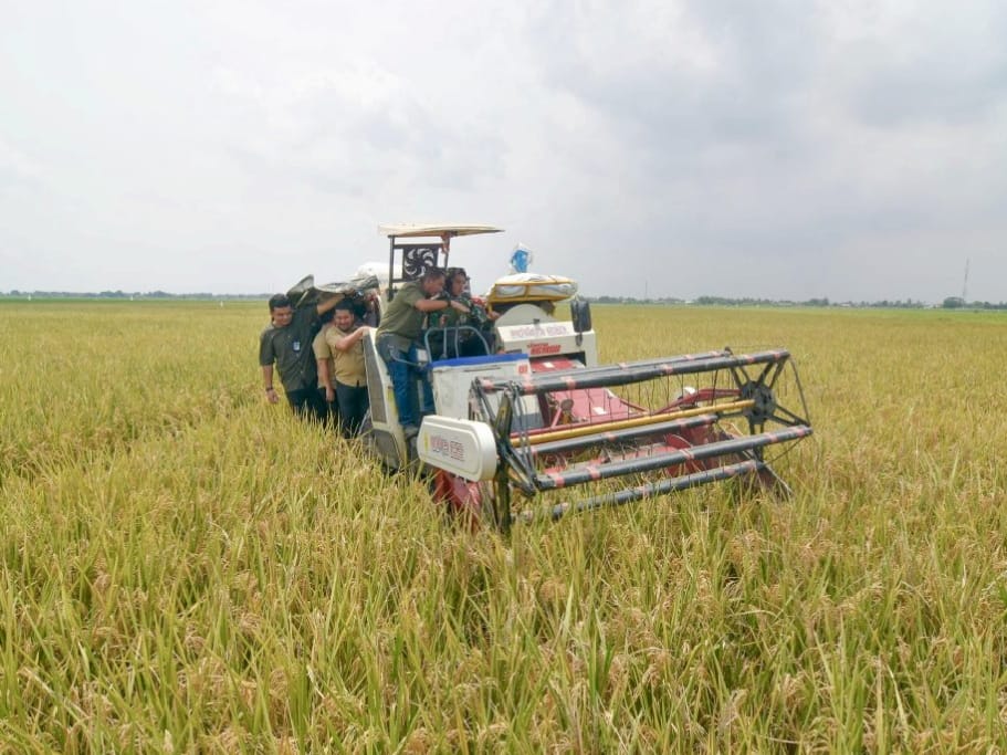 Serapan Bulog Capai 2 Juta Ton, Stok Beras Nasional Kini 3,6 Juta Ton
