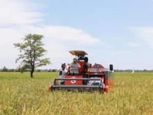 USDA Rice Outlook Sebut Produksi Beras Indonesia Tertinggi di ASEAN