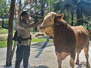 Sapi Milik Anggota Polisi di Inhu Jadi Hewan Kurban Presiden Prabowo