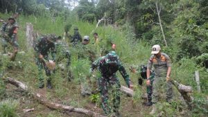 Tim Gabungan Temukan dan Musnahkan Ladang Ganja 3 Hektare di Mandailing Natal