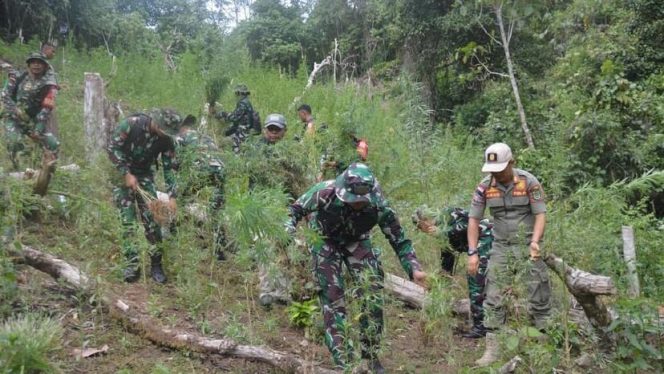 
Dok. Ladang Ganja 3 Hektare di Mandailing Natal Yang Ditemukan Tim Gabungan/Ist) 