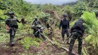 Satgas Pamtas Gabungan TNI Ungkap Empat Kebun Ganja di Pegunungan Bintang