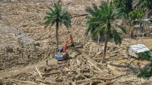 Bareskrim Naikkan Kasus Ilegal Logging di Sumut ke Tahap Penyidikan