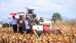 BPS Catat Produksi Jagung Nasional 2025 Naik 6,44 Persen