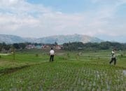 Jabar Siaga Kemarau, Pemerintah Genjot Irigasi dan Bantuan Pompa Air