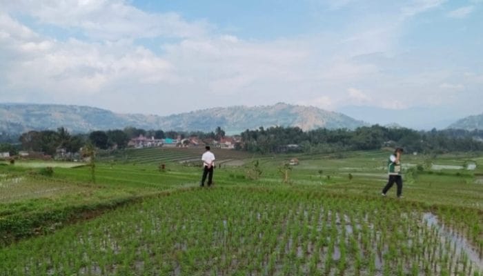 Jabar Siaga Kemarau, Pemerintah Genjot Irigasi dan Bantuan Pompa Air