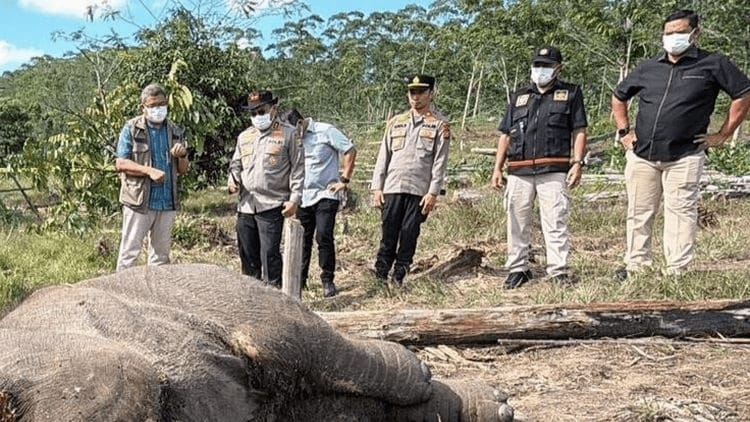 Pria Pemilik Lahan Jadi Tersangka Kematian Anak Gajah di Tesso Nilo, Polisi Dalami Keterlibatan Pihak Lain