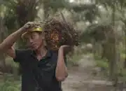 Ekspor CPO Naik 26,40 Persen di Awal 2026, BPS Catat Kinerja Positif Nonmigas