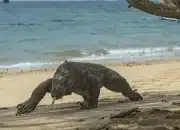 Polda Jatim Tangkap Dua Terduga Pelaku Pencurian Komodo di Manggarai Timur
