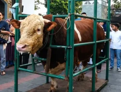 Ketua MUI : Sapi Kurban Presiden Lewat APBN Sah dan Kontekstual