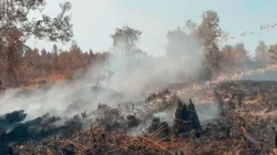 Dua Tersangka Karhutla di Pulang Pisau Diamankan, Diduga Bakar 12 Titik