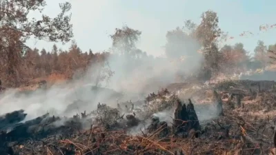 Dua Tersangka Karhutla di Pulang Pisau Diamankan, Diduga Bakar 12 Titik