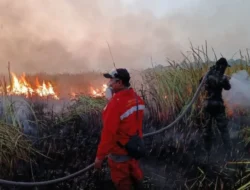Kebakaran Way Kambas Padam, Gajah Sumatra Dipastikan Aman